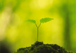 ならのこチェア　芽生え